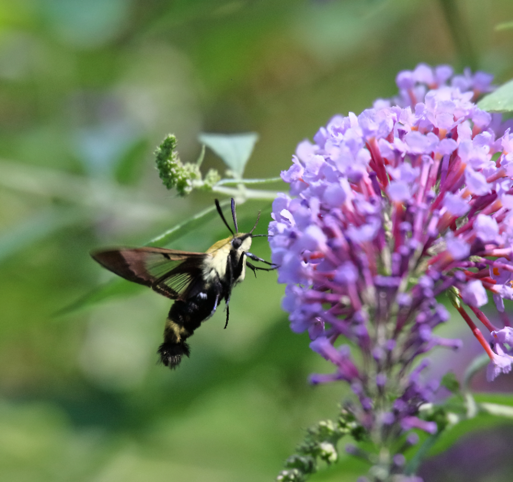 2018 08 24 HTP 61733e